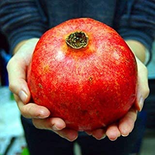 SelfLine | Pomegranate/Red Kandhari Anar Live Hybrid Fruit Plant [Pack of 1] (B0B5V3V13H) Amazon Price History, Amazon Price Tracker