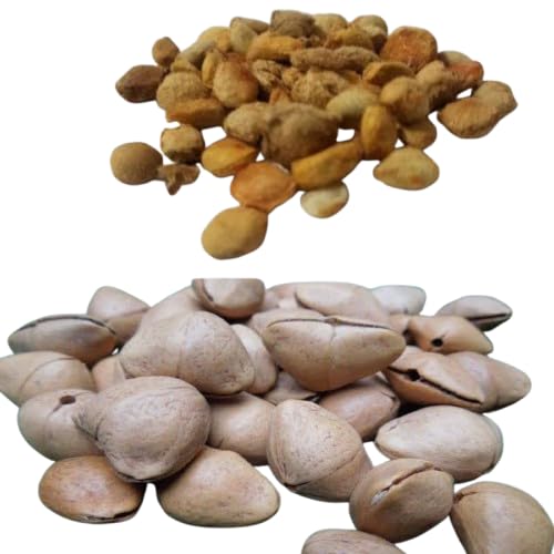 PS Agro Input Kaner and Bel Patra seeds, Yellow Oleander with Bel Patra for Home Gardening, Planting & Farm Use (5-5 Seeds Each)-image-46