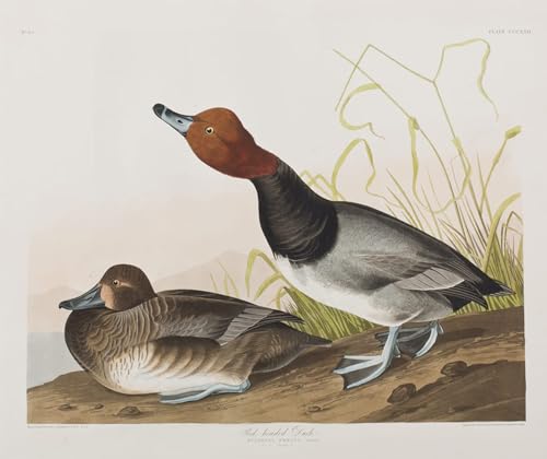 Tableau Art Mural Oiseaux d'Amérique John Audubon Toile 60x90cm