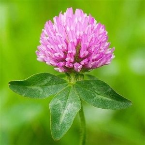 SeedRanch Red Clover Seed - 10 Lbs. (NON-GMO)