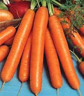 PREMIER SEEDS DIRECT - Carrot - Amsterdam Forcing - 9GM ~ 10,800 Finest Seeds - Early
