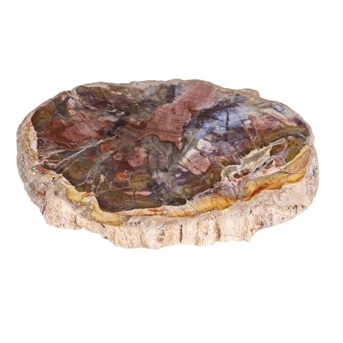 Sportmusies Natural Petrified Wood Slice Mineral Specimen Home Office Decoration, Irregular-Shaped Fossil Wood Stone Reiki Meditation, 1.96-5.51 inches