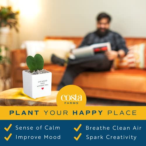 Costa Farms Live Indoor Plant Hoya Heart, Succulent-Like Houseplant In Cute Decor Planter, Room Décor, Unique Office Desk Décor, Birthday, Tabletop Size, 5-Inches Tall #TOP5