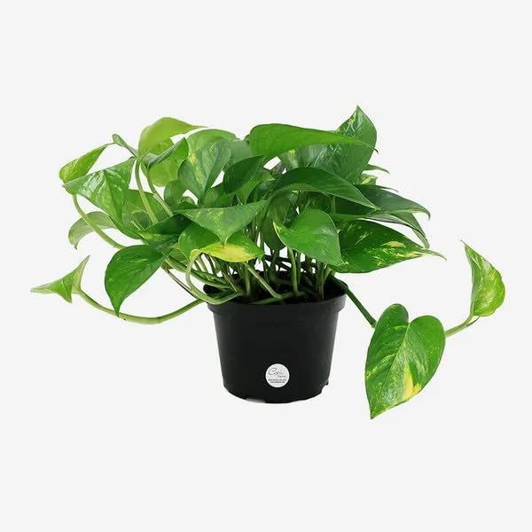 Good Luck Money Plant Variegated With Self Watering Black Pot|j9