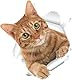 Aufkleber Katzen-wandposter 3d Katzenposter Katze Büro Dekor Toilettendekor Katzentoilette Katze Wandtattoos Wandaufkleber Und Wandbilder Mädchen Tier Klopapierhalterung Aufkleber