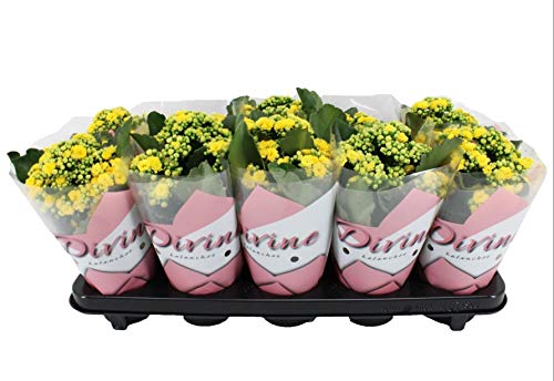Pack de 10 Kalanchoe con Flor Amarilla Plantas Naturales con Flores Amarillas