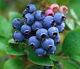 Highbush Blueberry Fruit Plant Seed 100 Stratisfied Berry Plant Seeds