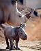Mother Rhinoceros With Her Baby White Rhino Wildlife Animal Wall Decor Art Print Poster (16x20)
