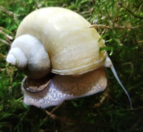 LLC Mystery Snail 5PK (Pomacea Bridgesii) Peacful Tankmates (Ivory) + Bonus Plant (Tropical Live Aquarium Plants) 2-Day Arrival Insulated with Ice Pack