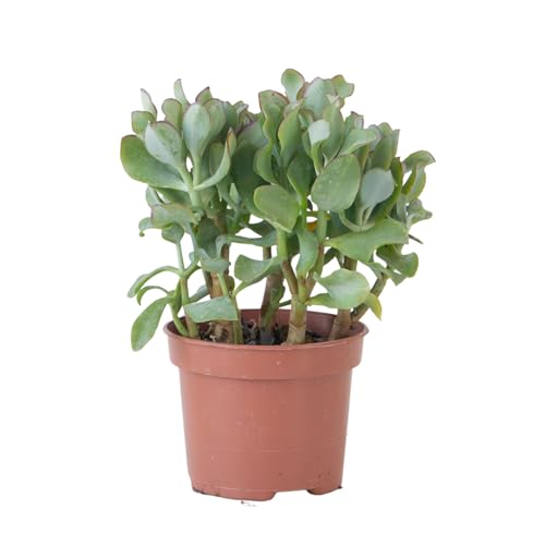 Plant in a Box - Plante de jade - Crassula arborescens 'Curly' - Hauteur 15-25 cm - Pot 12 cm - Succulente - Bleu-vert