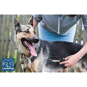 Dog grooming scissors 2 pack pet scissors cuts facial hair and body fur stainless steel with safety rounded tips for a painless smooth and clean cut safe dog clippers for grooming   cucciolini doodles