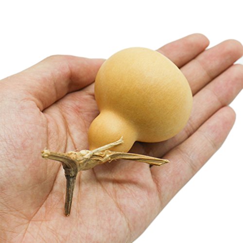 Buorsa 12Pcs Mini Good Looking Natrual Dried Calabash Gourd - Thumbnail 4