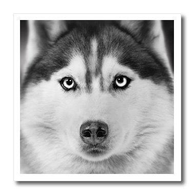 Transfert thermique Husky sibérien pour personnaliser un t-shirt blanc ou un coussin