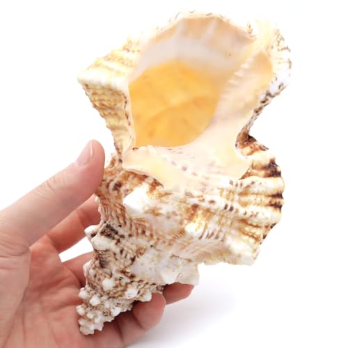 貝殻 ほら貝 1個 LLサイズ 19-23cm前後 オブジェ インテリア ディスプレイ 置き物 パーツ 法螺貝 巻貝 シェル 材料 工作 撮影道具 天然 貝 素材のサムネイル