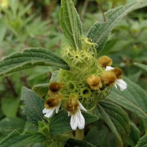 Semillas de ortiga muertas - exótica silvestres verdes variedades antiguas cultivo de jardín semillas orgánico raro resistentes 250pcs