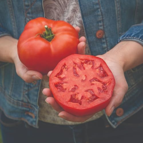 Tomato 'Burlesque F1' – Large Beefsteak, Blight Tolerant 1 Packet x 10 Seeds by Suttons