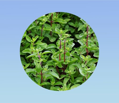 200 Graines de Marjolaine Aromatique et Savoureuse - Thym des jardin