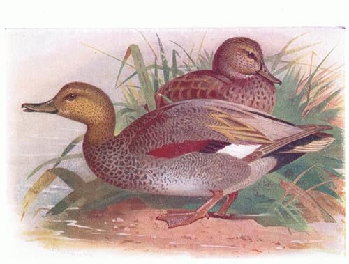 Affiche Canard chipeau Archibald Thorburn pour décoration murale salon et bureau