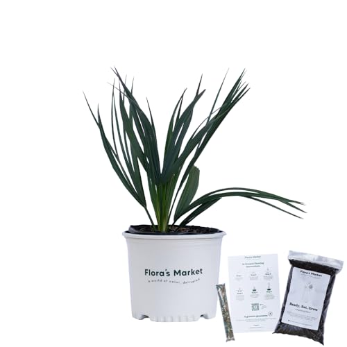 Sabal Minor Palm - 3 Gallon - Includes Planting Kit