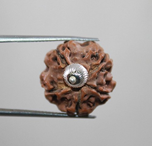 Indianstore4All Indianstore4All 5 Face Rudraksha Pendant/ 5 Mukhi Rudraksha Pendant |Certified| #TOP2