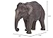 MOJO Asian Elephant Realistic International Wildlife Toy Replica Hand Painted Figurine, Grey (387266)
