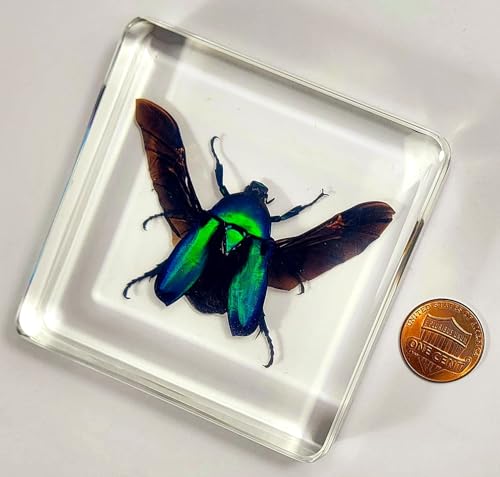Image of 2.9 inch Green Blue Rose Chafer Beetle w /Open Wings in Crystal Clear Lucite Resin Paperweight Specimen Preserved Rhomborrhina Sesplendens Insect Taxidermy Collection Biology Science Education Display