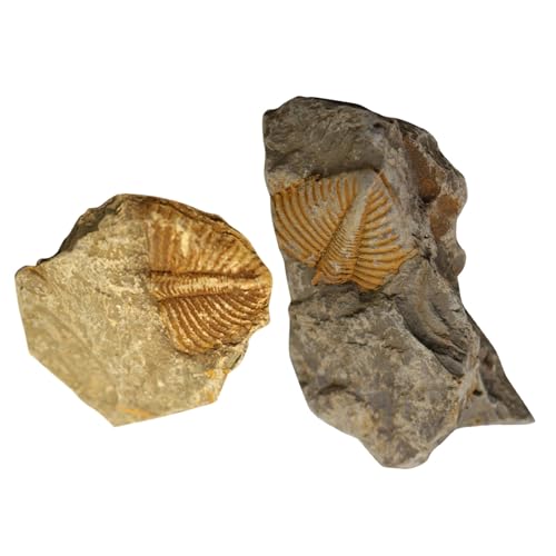 Trilobite Specimen Model 1.96X1.77X0.59In Paleontology Science Education Toy for Kids Table Ornament and Home Display