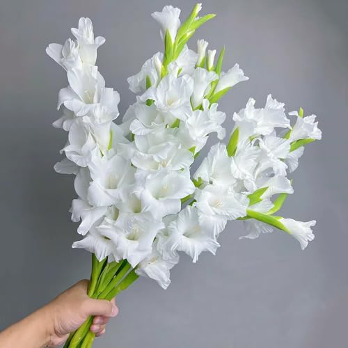 3 Pcs Gladiolen Zwiebeln Winterhart Mehrjährig - Nachhaltige Geschenke, Pflanzen Deko Gladiolus Blumen Zwiebeln, Garten Blumen, Gartenbedarf Zwiebeln Frisch, Gartendeko Für Draußen
