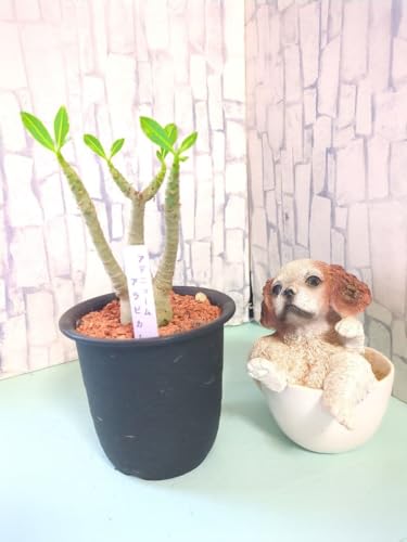 �򍪐A�� �A�f�j���[�� �A���r�J��No.1