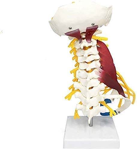 Modello Anatomico, Ricerca Scientifica, Modello Cervicale Umano, Arteria Vertebrale, Arteria Vertebrale, Posteriore E Nervo, Modello A Grandezza Naturale, Ausili Didattici, Ausili/Umani