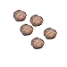CrazyDeal 5 pieces Plant Air Resurrection Plant Rose of adorable nice Jericho Dinosaur Fern Selaginella Moss