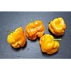 Frontera Sweet 5 Chilli Seeds