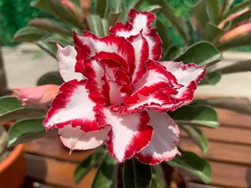 Royal Paradise Garden Rare Desert Rose Adenium 10 Seeds Pack - Variety: ADM67 (B09MVHJDTR) Amazon Price History, Amazon Price Tracker