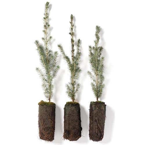 White Spruce Live Jumbo Tree Seedling Plugs | 12"-18" | Arbor Day Foundation (3-Pack)
