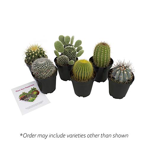 Altman Plants, Assorted Cactus Plants Live Succulents (6 Pack), Live Cactus Plant Lover Gifts, Cacti Succulents Plants Live Houseplants, Succulent Indoor Plants Live Plants In Cactus Soil Potting Mix #TOP7