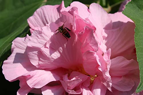 Hibiscus Mutabilis Texas Rose image
