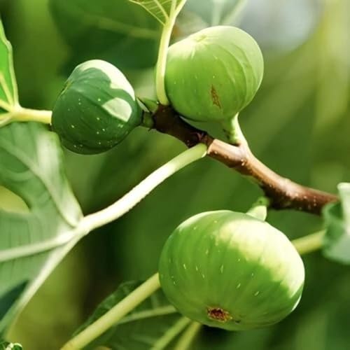 PIANTA DA FRUTTO FICO GENTILE in vaso 20 età 2/3 anni (foto reali)