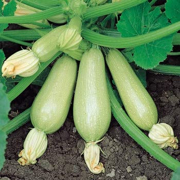 Courgette - F1 Clarion - 10 Seeds
