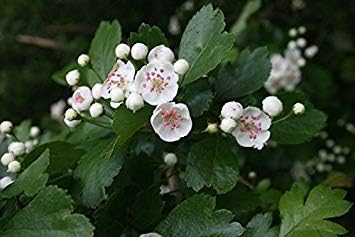 Amazon Co Jp 英語サンザシの木食用フルーツフラワーメイフラワーサンザシlaevigata種子 Diy 工具 ガーデン