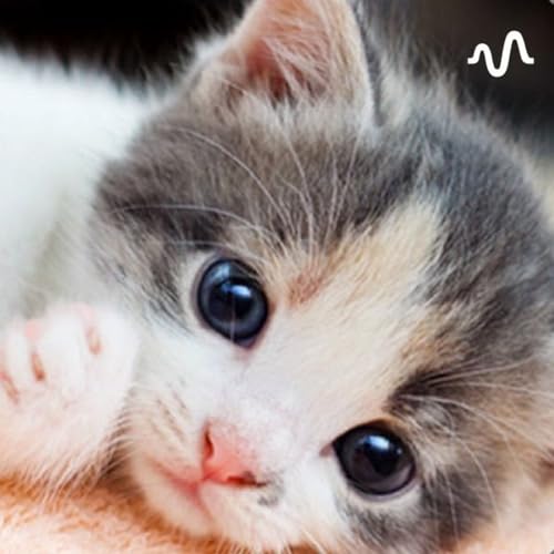 スカッと子猫ちゃん出張所 : スカッと子猫ちゃん: Amazon.in: Audible