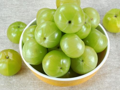 Amla Fruit Plant – Ayurvedic Indian Gooseberry Tree for Garden Fresh & Healthy, Perfect for Kitchen Garden & Balcony (Pack of 1 Plant) Indoor/Outdoor