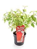 Cornus sanguinea 'Midwinter Fire' 40-60 cm – Roter Hartriegel – Feuer-Hartriegel – Winterfarbiger Zierstrauch – Blickfang im Garten – Pflegeleicht & Winterhart – Für Beet, Kübel & Hecke