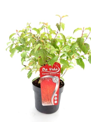 Cornus sanguinea 'Midwinter Fire' 40-60 cm – Roter Hartriegel – Feuer-Hartriegel – Winterfarbiger Zierstrauch – Blickfang im Garten – Pflegeleicht & Winterhart – Für Beet, Kübel & Hecke