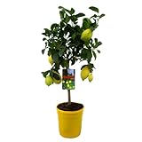 Plant in a Box - Citrus Limon - Limonero - Maceta 19cm - Altura 60-70cm