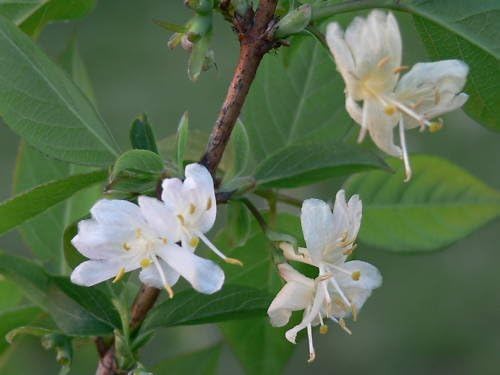 Winter Honeysuckle, Lonicera fragrantissima, Shrub Seeds, (Fast Fragrant Hardy) (150)