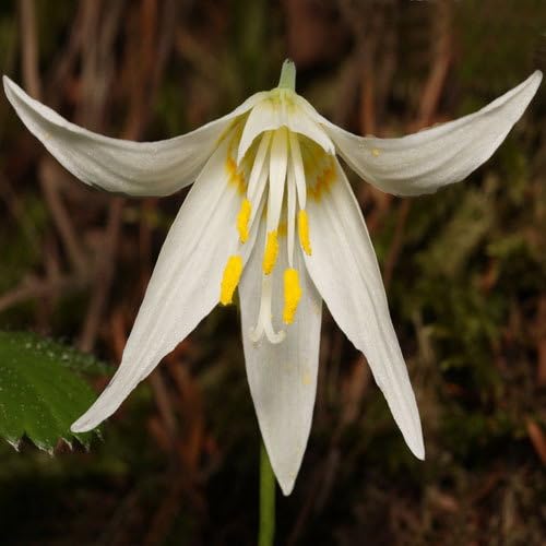 Plant World Seeds - Erythronium Oregonum Seeds (Alpine Plant Seeds)