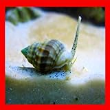 x10 Live Saltwater Nassarius Vibex Aquarium Coral...
