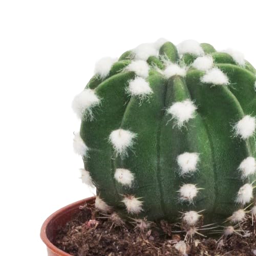 Cactus Denudatum Natural Perfecto para el Interior o el Exterior del Hogar