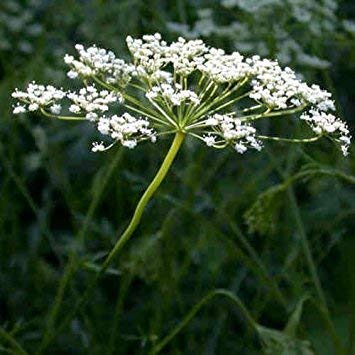 100 Seeds - Anis Kräutersamen (Pimpinella Anisum) - Image 3