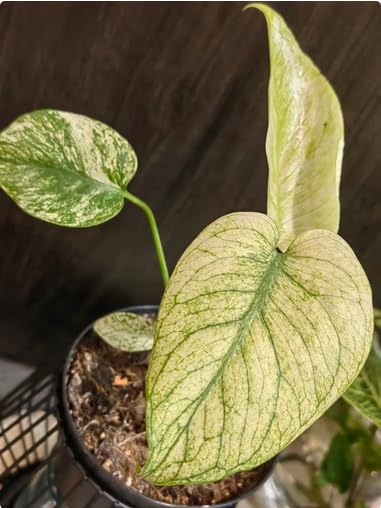 【希少】Monstera deliciosa mint variegata 1 Super Rare Monstera Full Mint Variegata seeds : Amazon.in